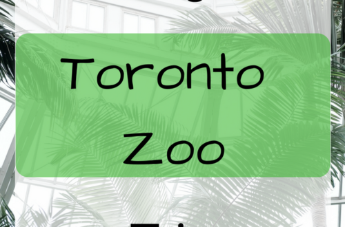 Zoo, Zoo Trip, Toronto Zoo, Zoo animals